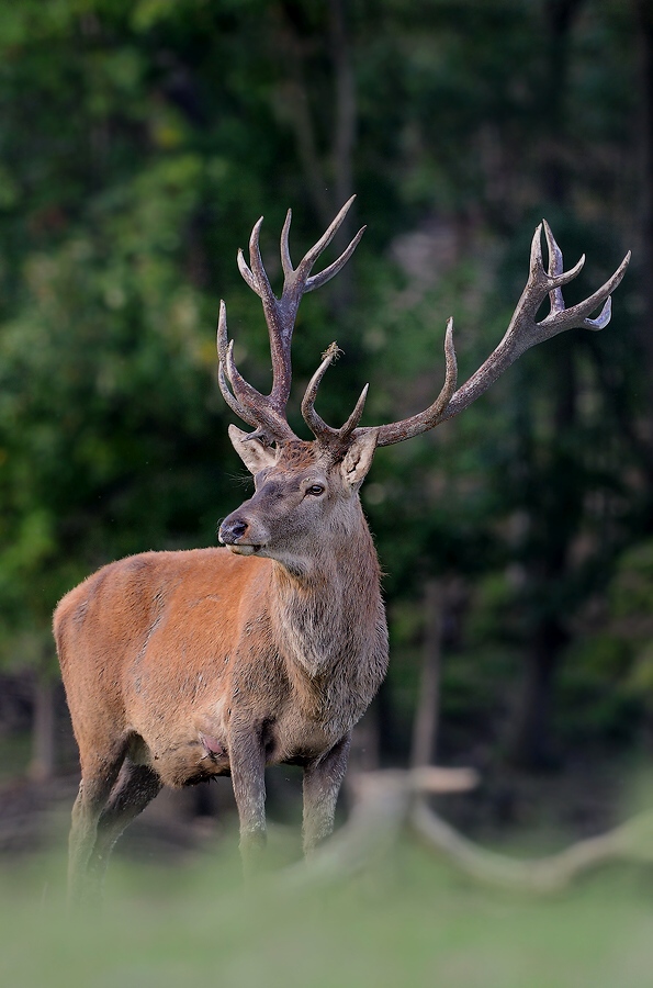 Red deer