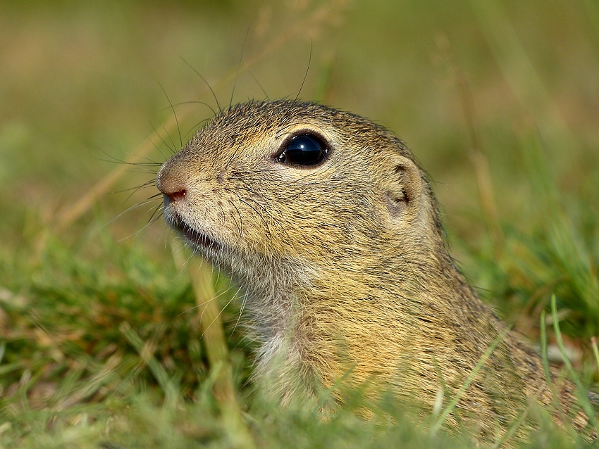 European Ground Squirrel 