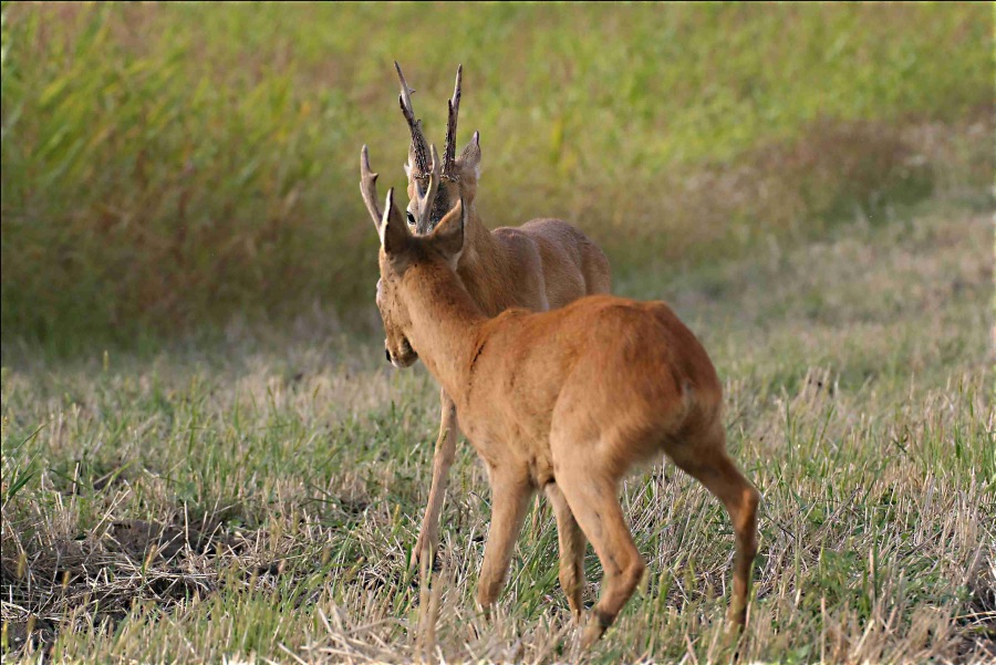 roe deer