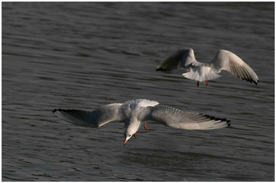 blak beaded gull