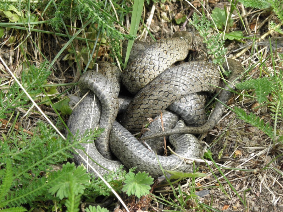 Coronella austriaca