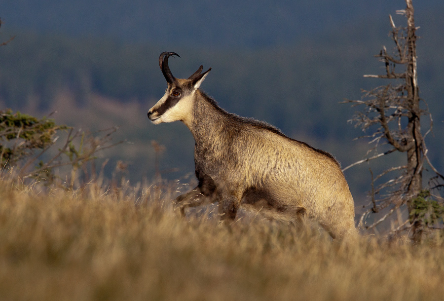 Chamois