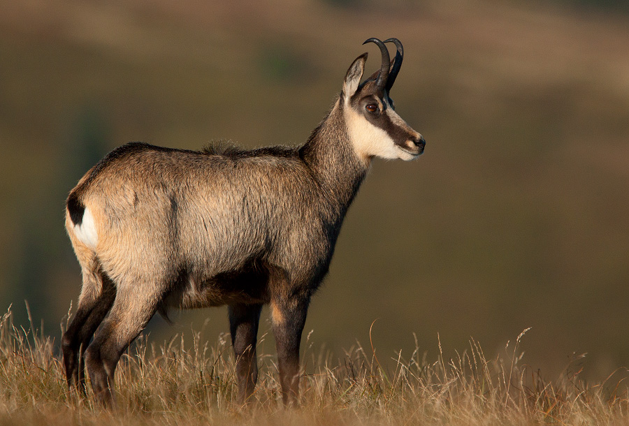 Chamois