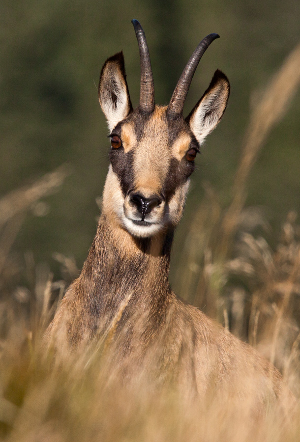 Chamois