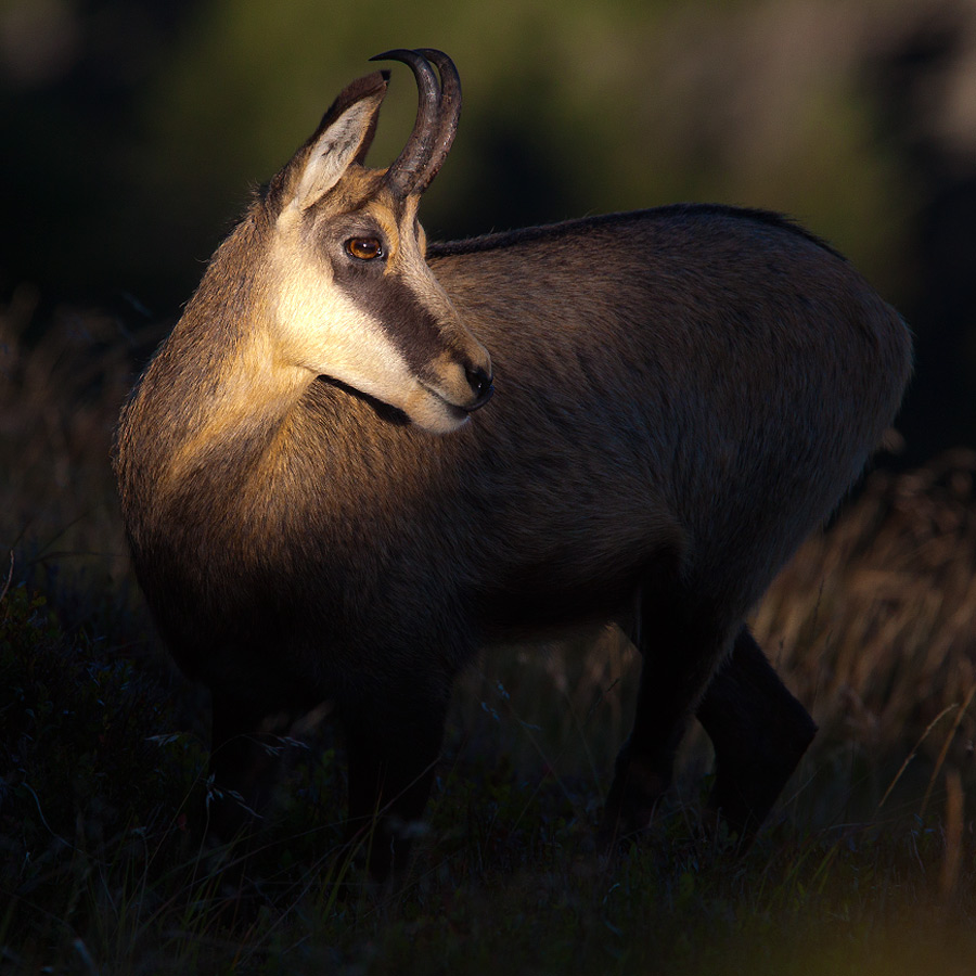 Chamois