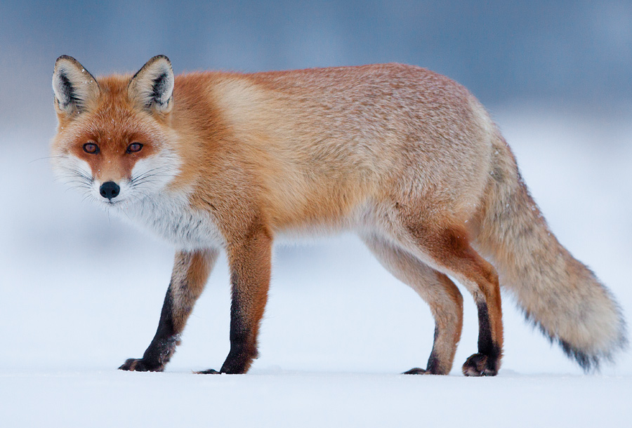 Red fox