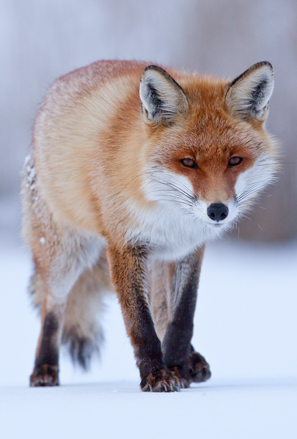 Red fox