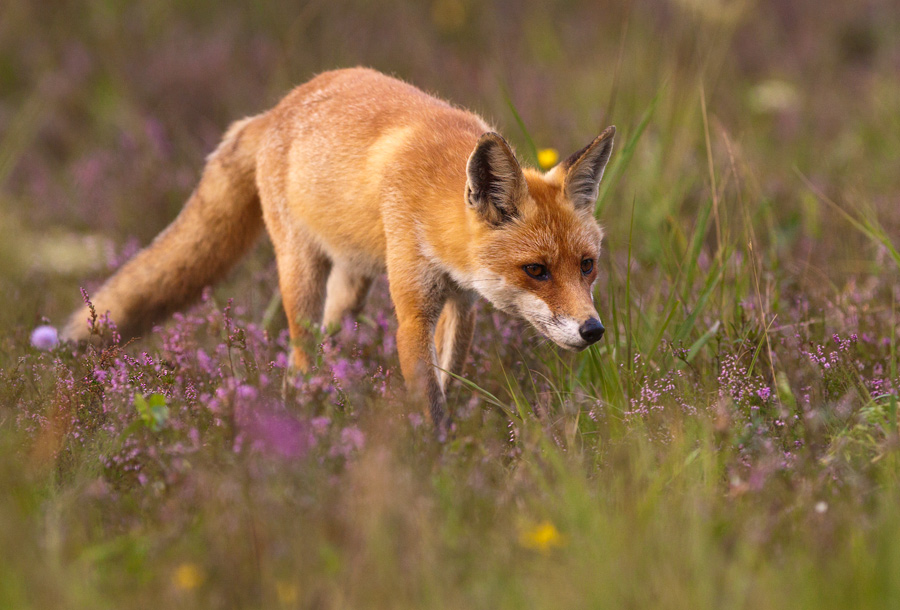 Red fox
