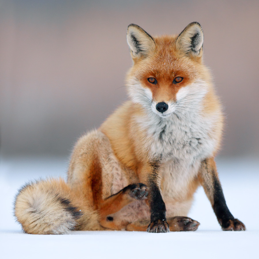 Red fox