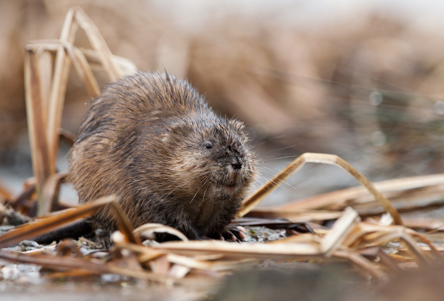 Muskrat