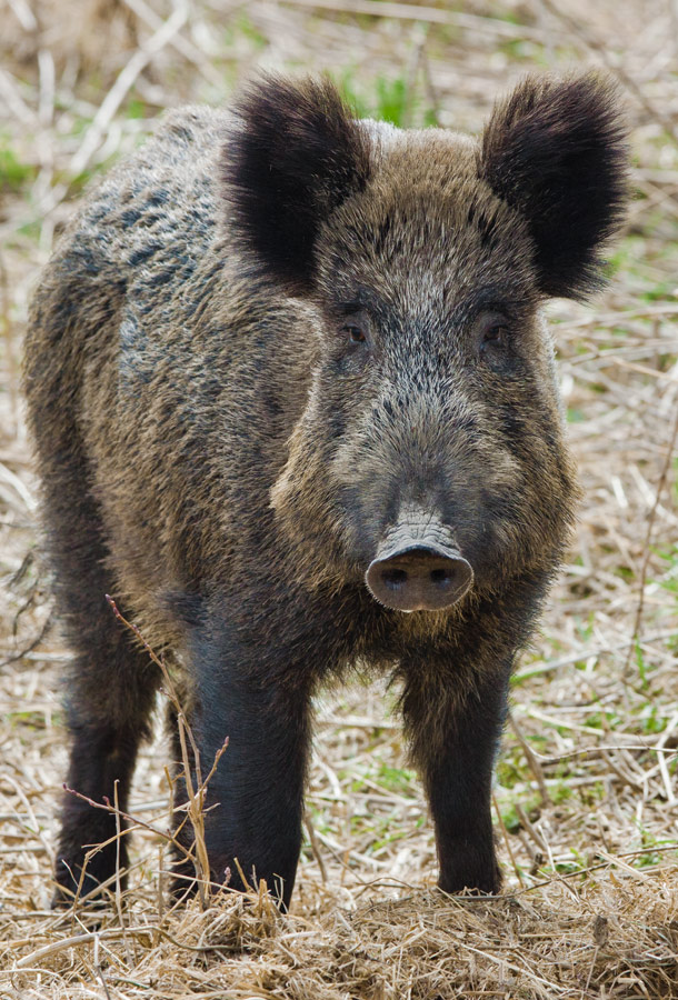 Wild boar