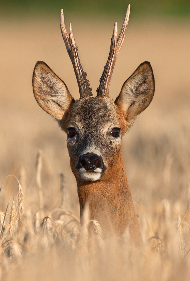 Roe deer