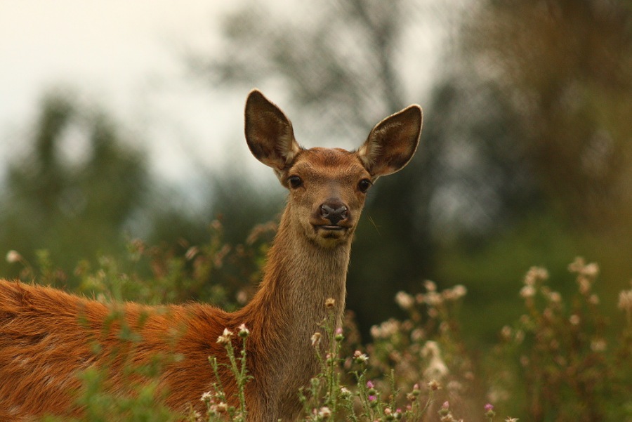 Jelen lesní (Cervus elaphus) 