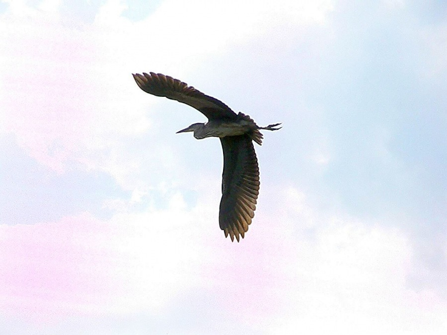heron gray