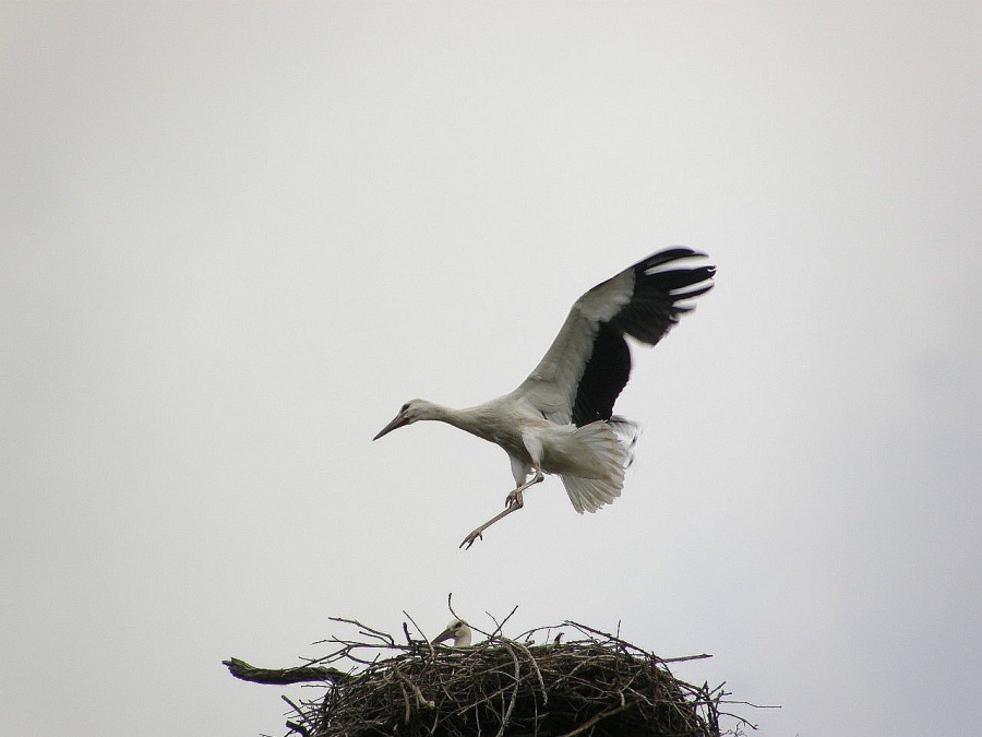 Stork white