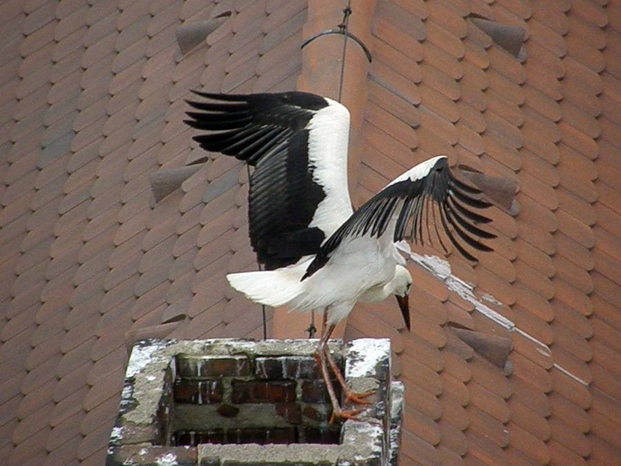 Stork white