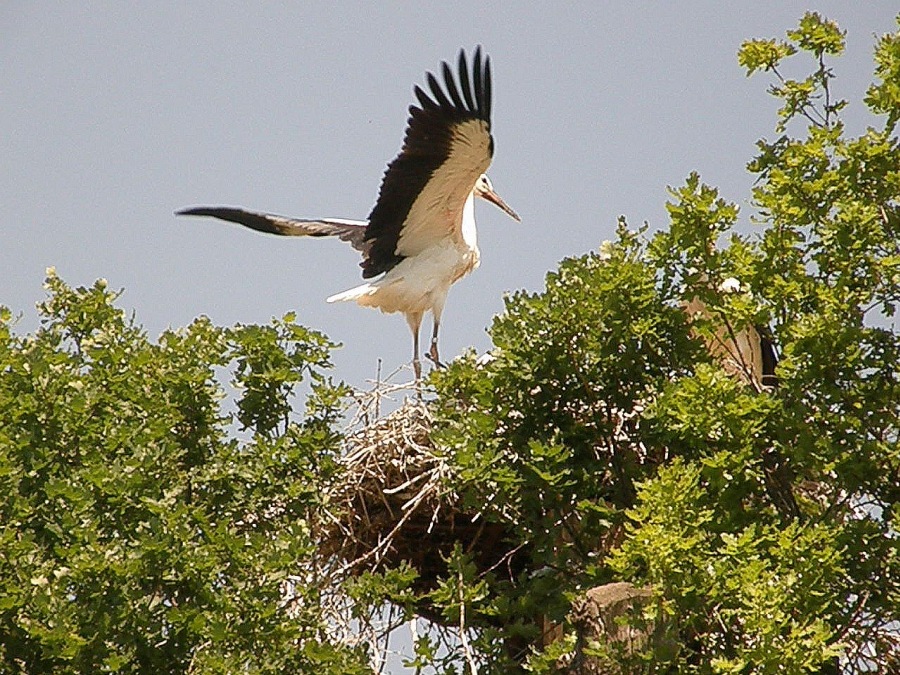 Stork white