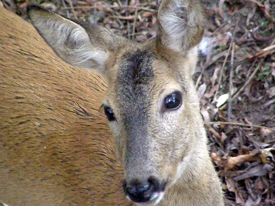 Deer roe