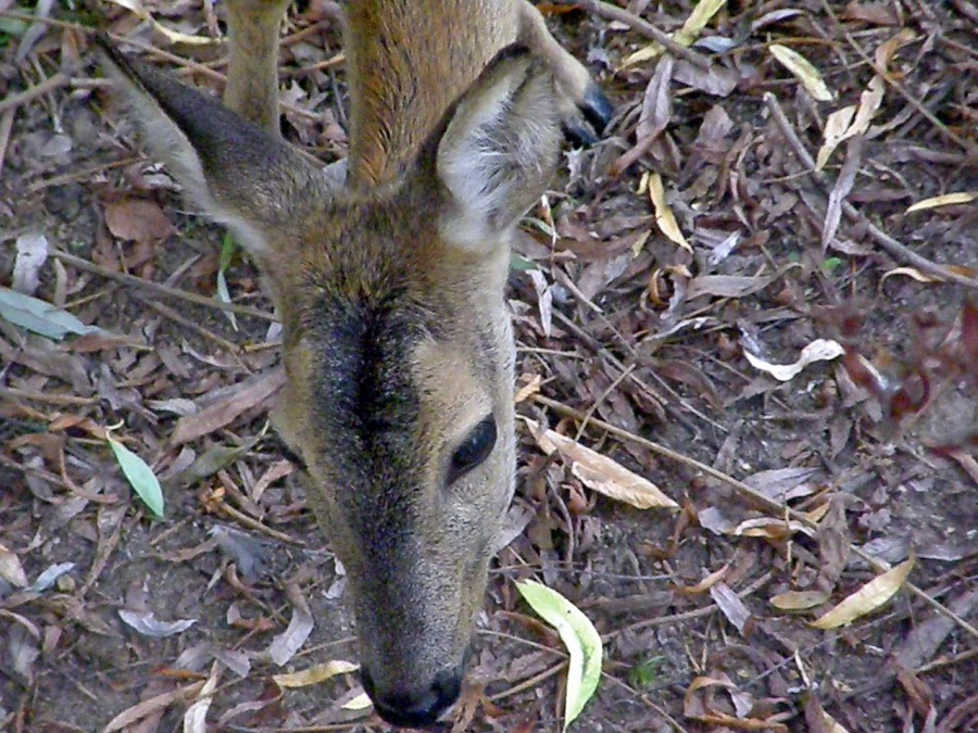 Deer roe