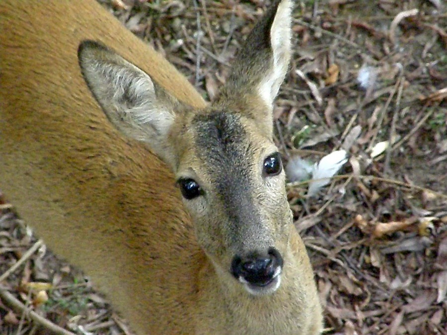 Deer roe