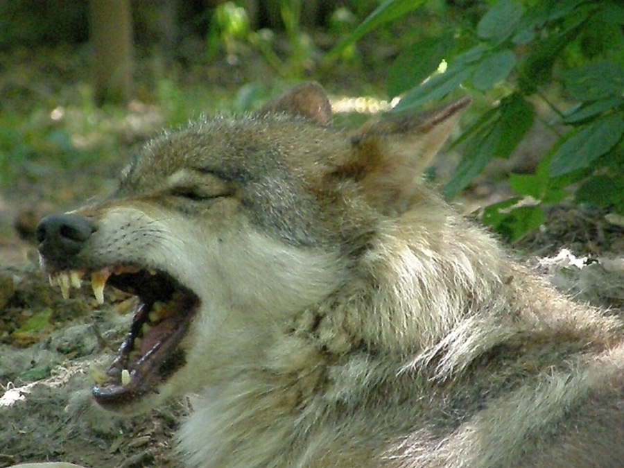 wolf