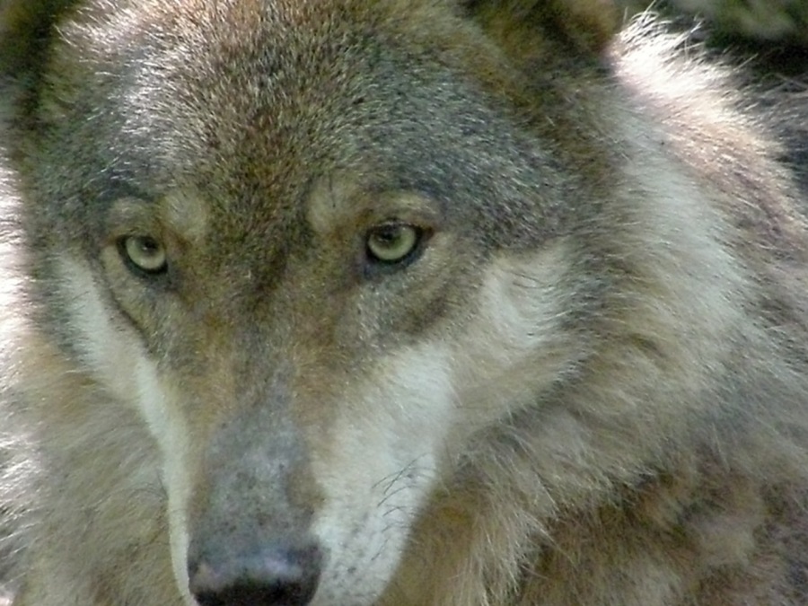 wolf