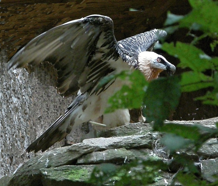 vulture beaked