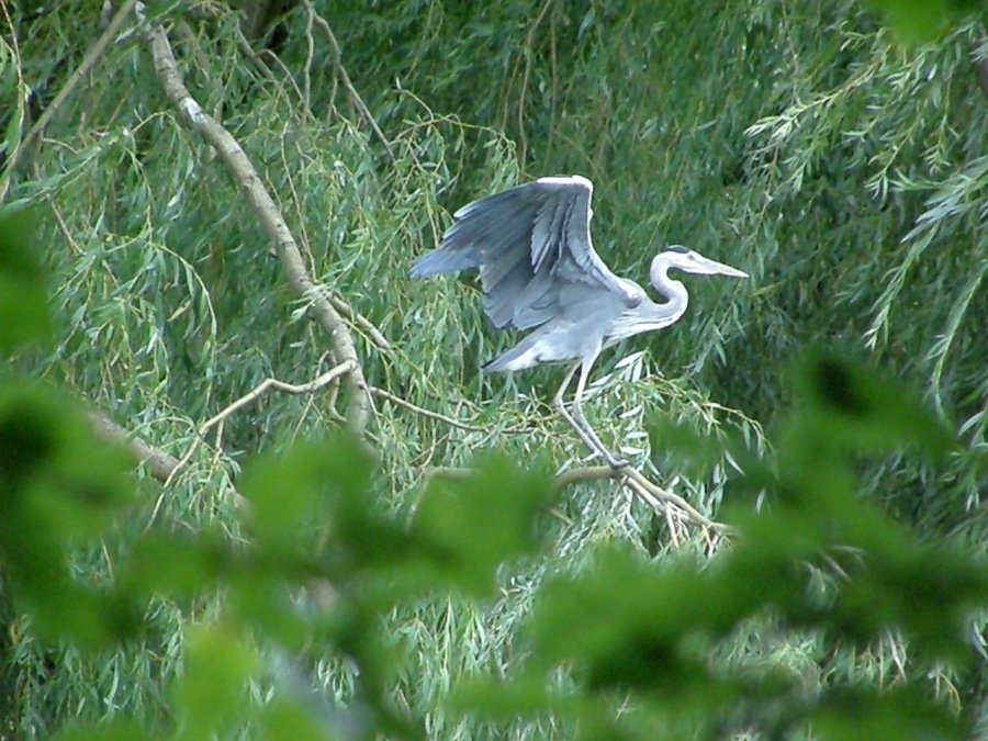 heron gray