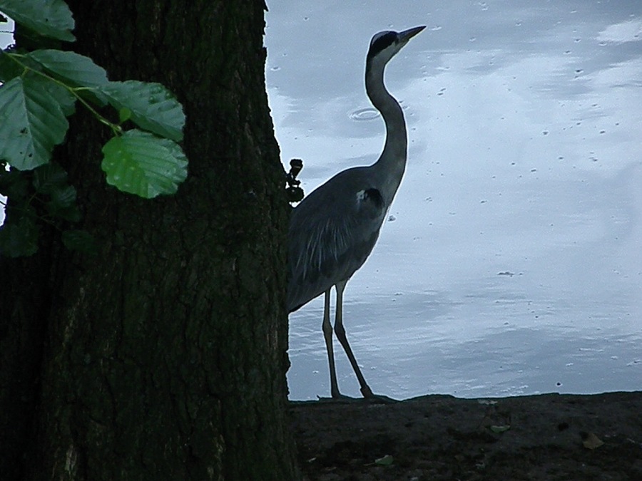 heron gray
