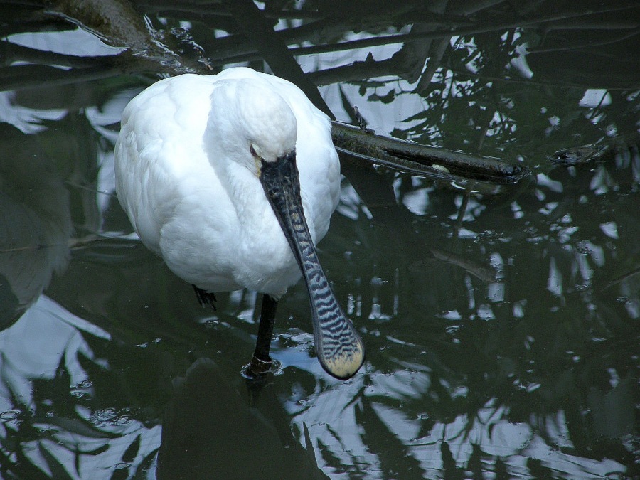 spoonbill white