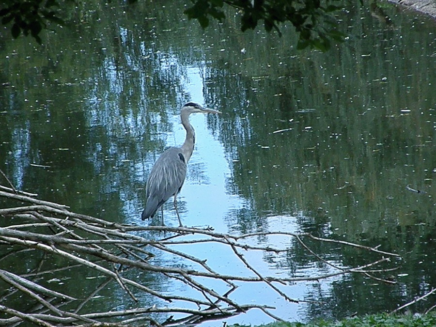 heron gray