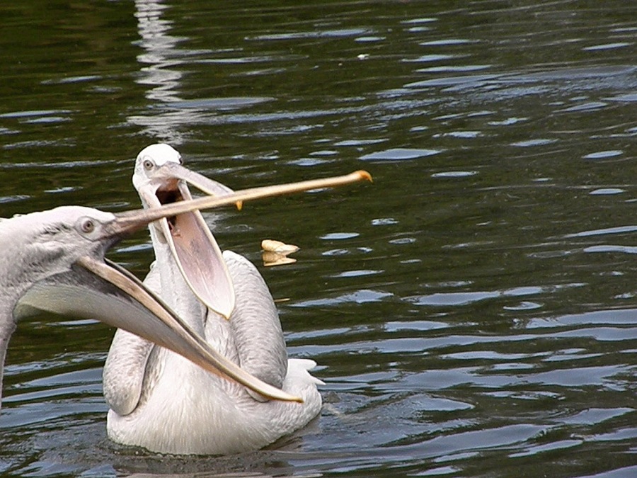white Pelican