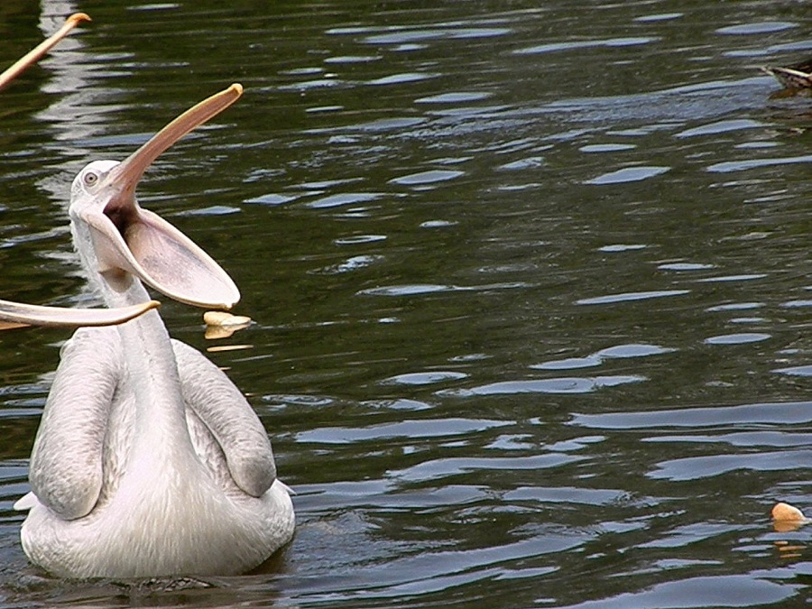 white Pelican