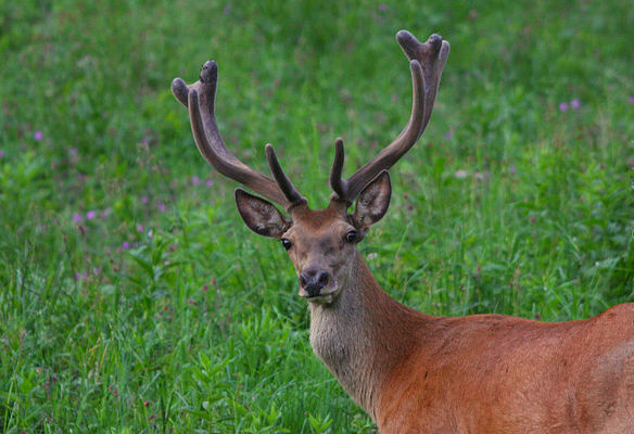 Jelen lesní (Cervus elaphus) 