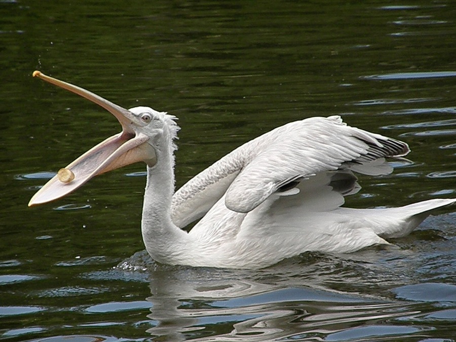 white Pelican