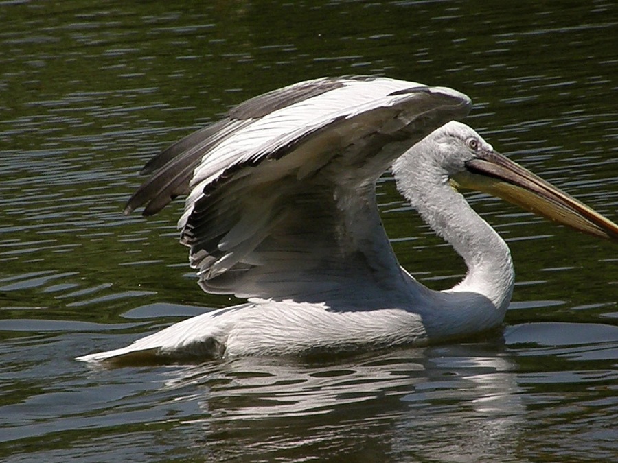 white Pelican