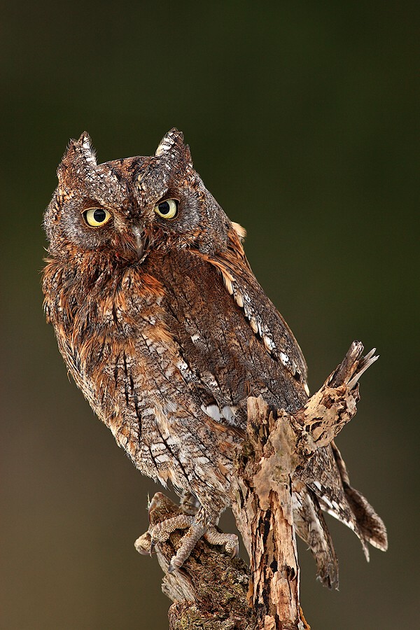 Scops Owl