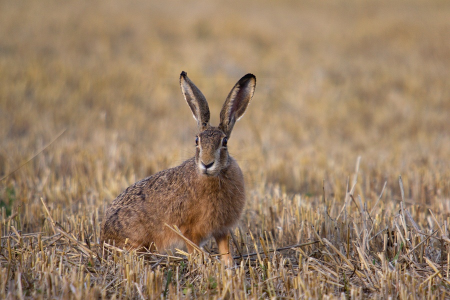 Hare