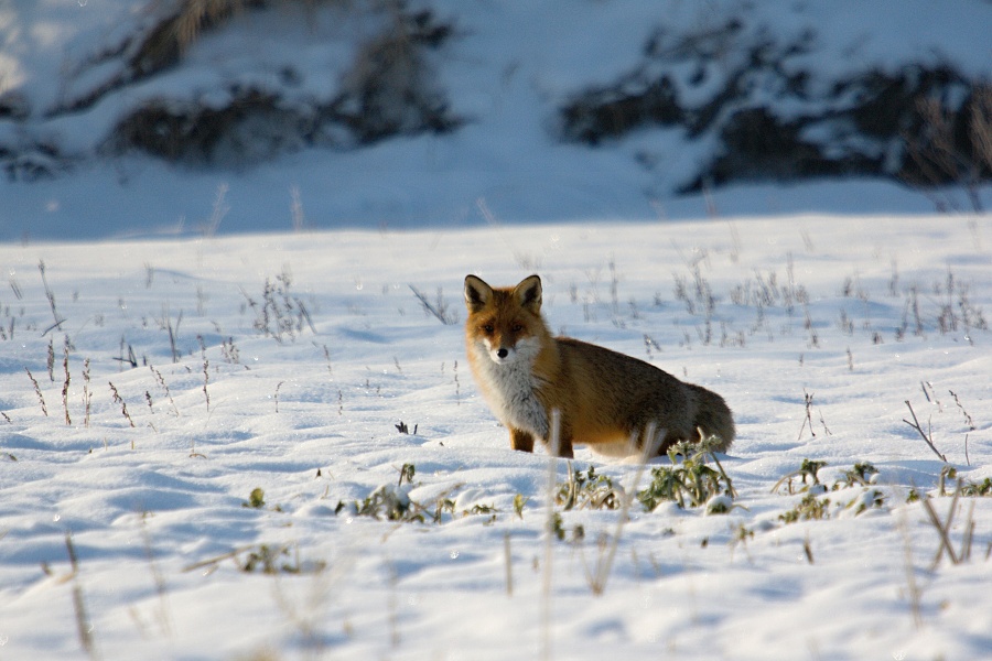 Red fox