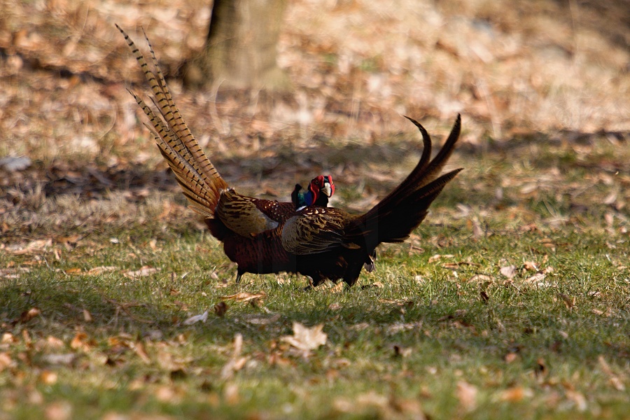 Pheasant