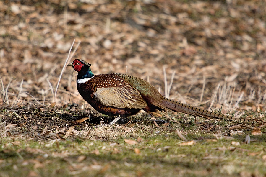 Pheasant