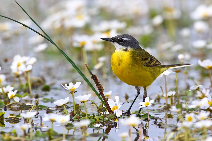 Yellow Wagtail