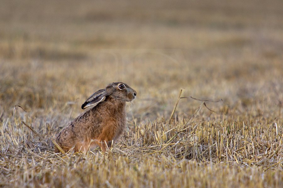 Hare