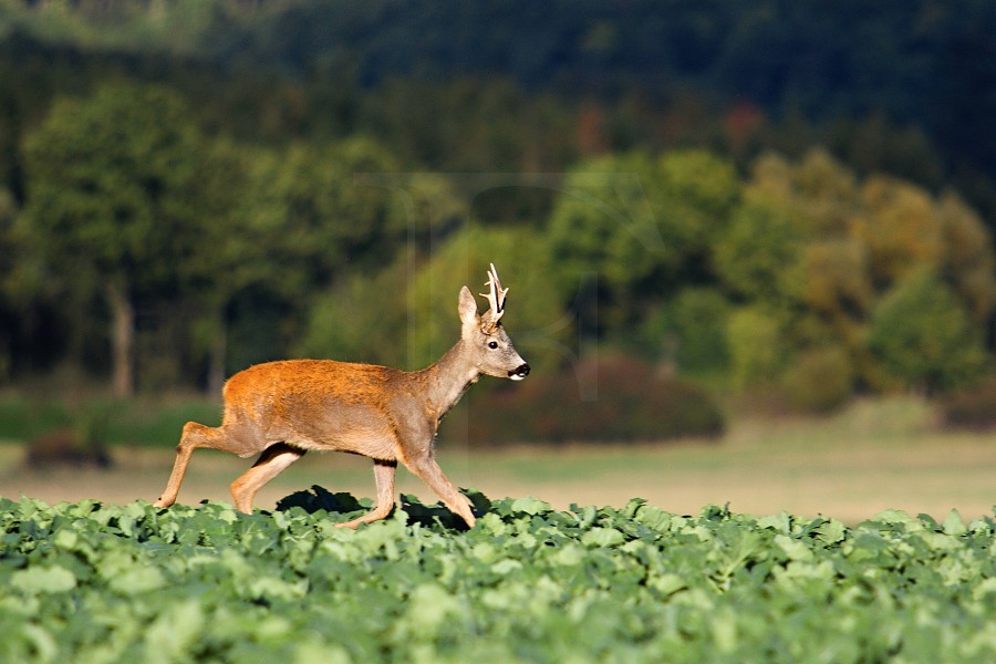Roe deer
