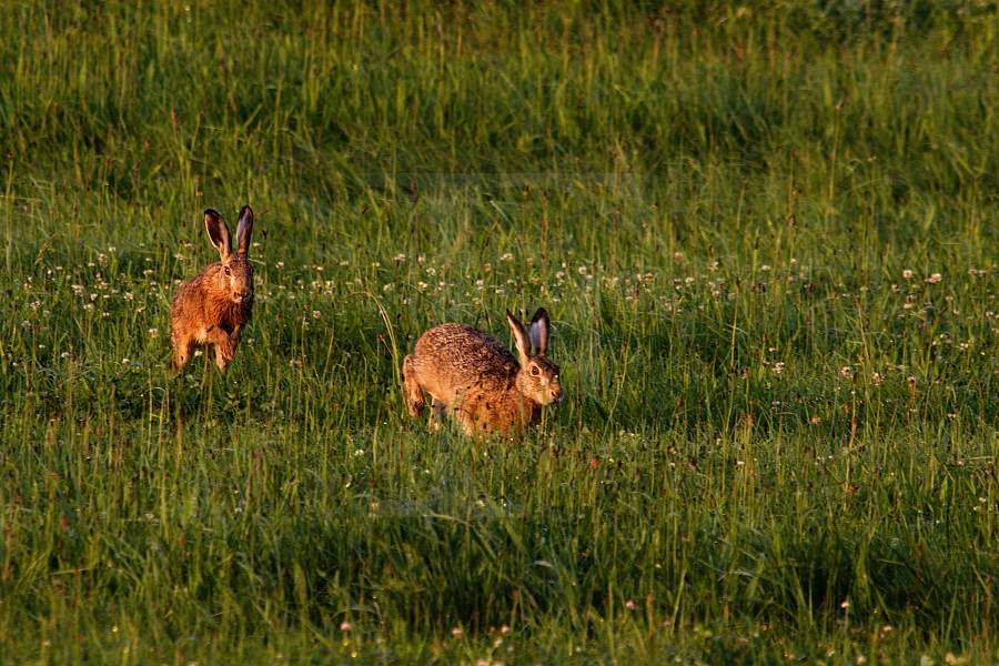 Hare