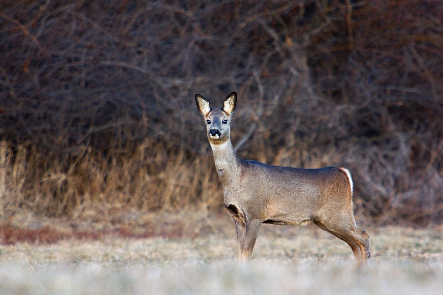 Doe