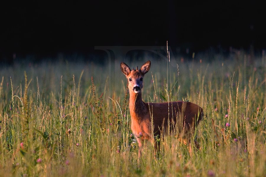 Roe deer