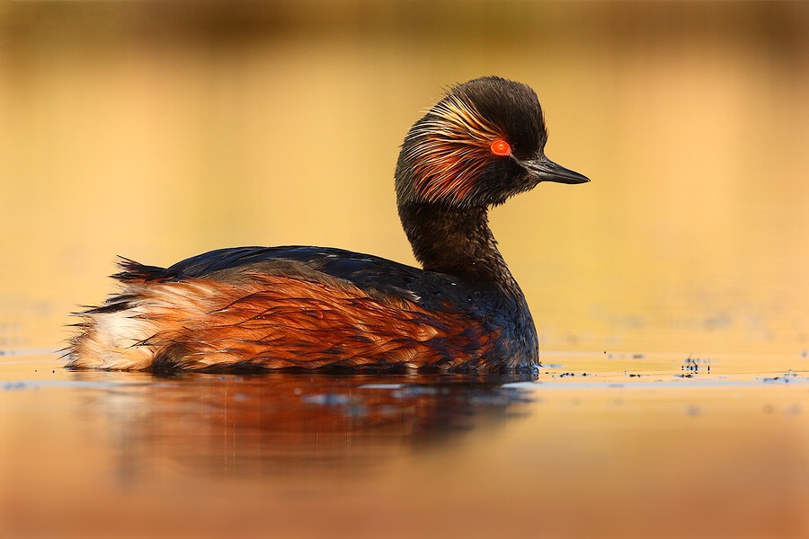 Black-necked Grebe