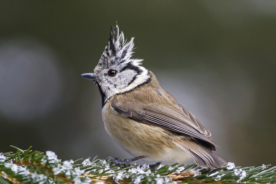 Crested Tit