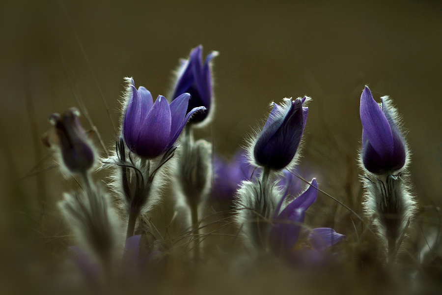Greater Pasque Flower